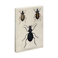 Zápisník Jay Biologica Beetle