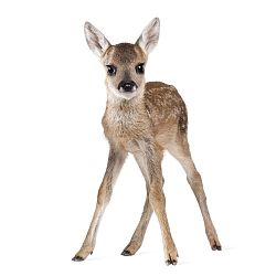 Nástenná samolepka Dekornik Deer Lucy, 72 x 115 cm