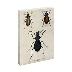 Zápisník Jay Biologica Beetle